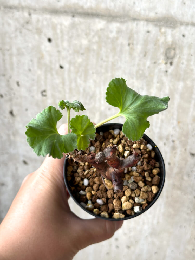 ペラルゴニウム　ミラビレ　発根済　現地球　挿し木　塊根植物 陶器鉢付き 現品限り】ペラルゴニウム・ミラビレ 挿し木 発根済み【M58 塊根植物・コーデックス