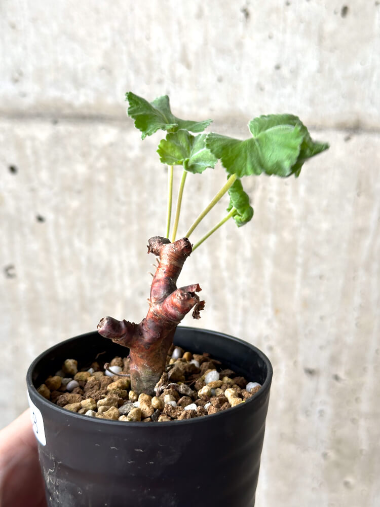 【現品限り】ペラルゴニウム・ミラビレ 挿し木 発根済み【M58】 Pelargonium mirabile