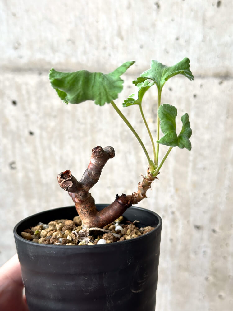 【現品限り】ペラルゴニウム・ミラビレ 挿し木 発根済み【M58】 Pelargonium mirabile