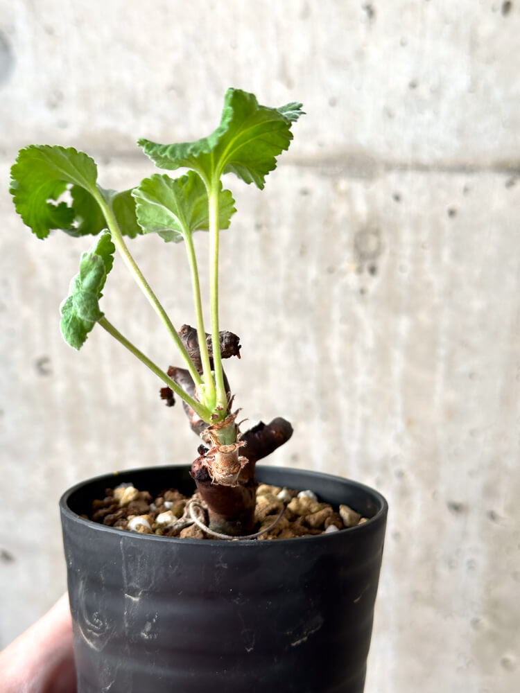 【現品限り】ペラルゴニウム・ミラビレ 挿し木 発根済み【M58】 Pelargonium mirabile