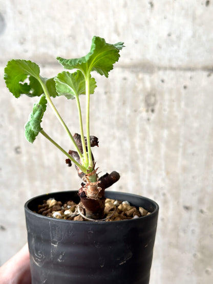 【現品限り】ペラルゴニウム・ミラビレ 挿し木 発根済み【M58】 Pelargonium mirabile