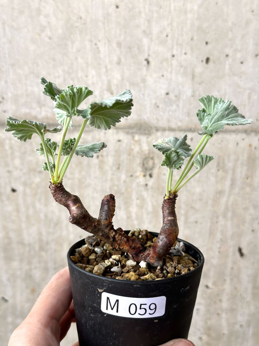 【現品限り】ペラルゴニウム・ミラビレ 挿し木 発根済み【M59】 Pelargonium mirabile