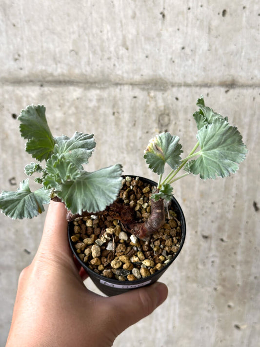 【現品限り】ペラルゴニウム・ミラビレ 挿し木 発根済み【M59】 Pelargonium mirabile