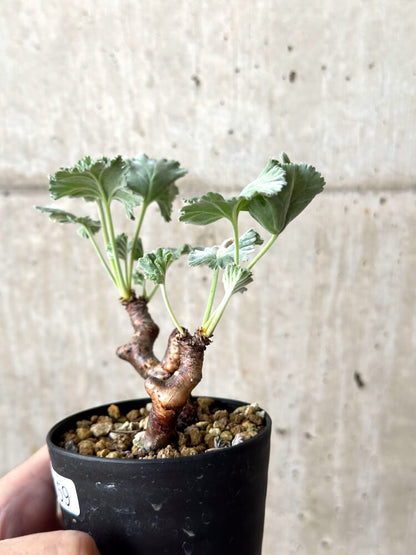 【現品限り】ペラルゴニウム・ミラビレ 挿し木 発根済み【M59】 Pelargonium mirabile