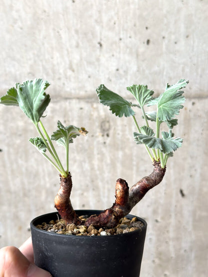 【現品限り】ペラルゴニウム・ミラビレ 挿し木 発根済み【M59】 Pelargonium mirabile