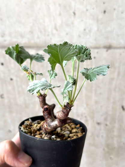 【現品限り】ペラルゴニウム・ミラビレ 挿し木 発根済み【M59】 Pelargonium mirabile