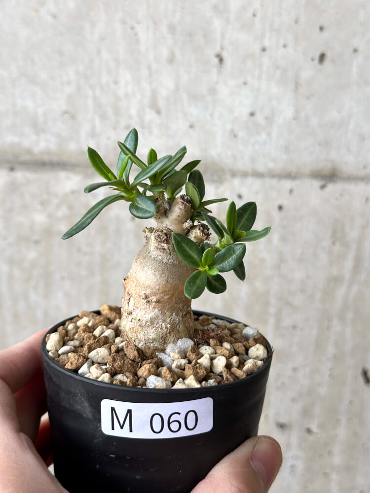【現品限り】パキポディウム・ビスピノーサム【M60】 Pachypodium bispinosum