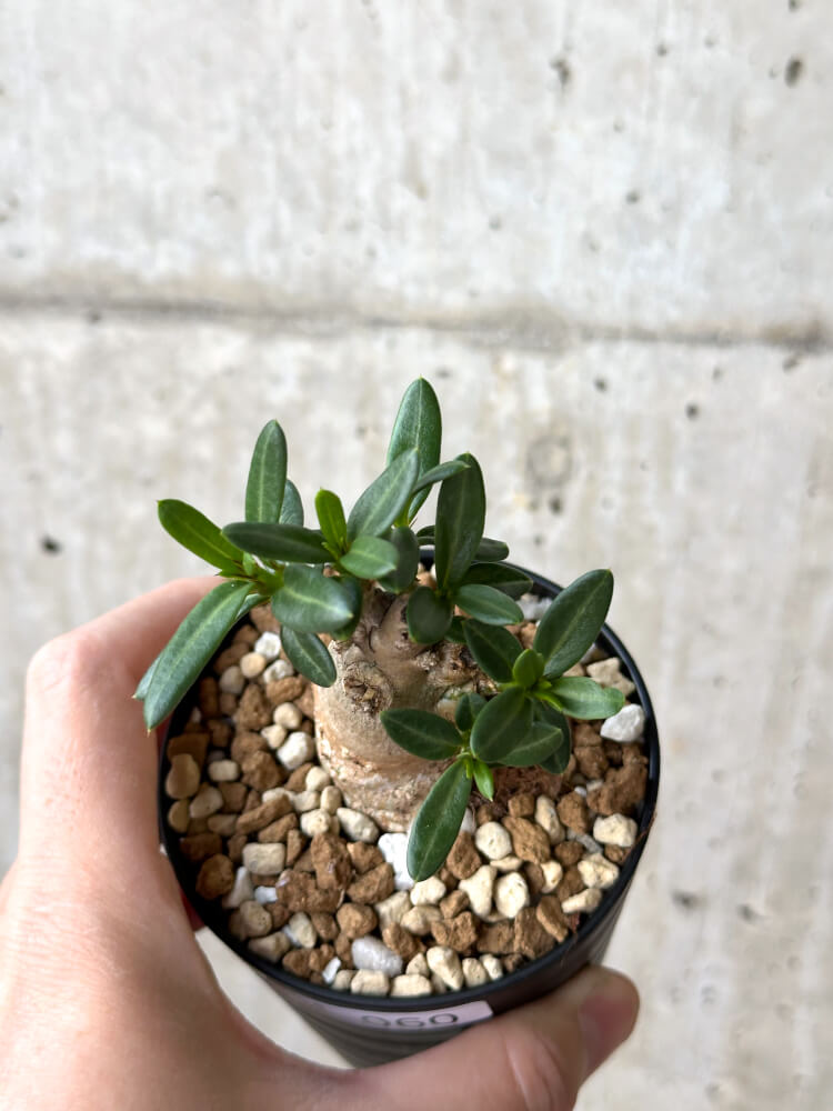 【現品限り】パキポディウム・ビスピノーサム【M60】 Pachypodium bispinosum