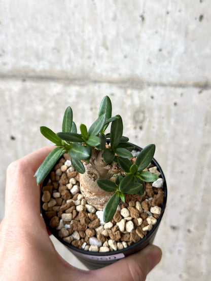 【現品限り】パキポディウム・ビスピノーサム【M60】 Pachypodium bispinosum