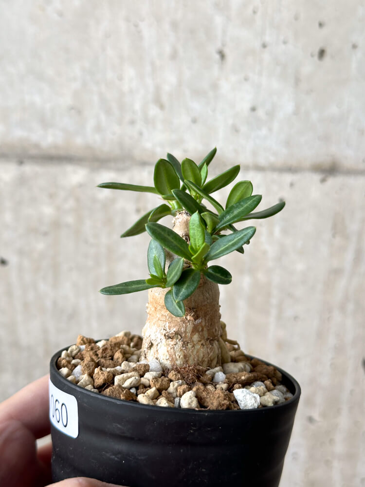 【現品限り】パキポディウム・ビスピノーサム【M60】 Pachypodium bispinosum