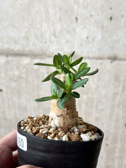 【現品限り】パキポディウム・ビスピノーサム【M60】 Pachypodium bispinosum