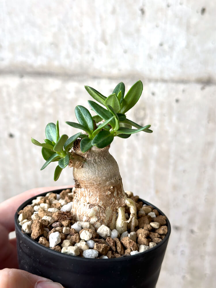 【現品限り】パキポディウム・ビスピノーサム【M60】 Pachypodium bispinosum