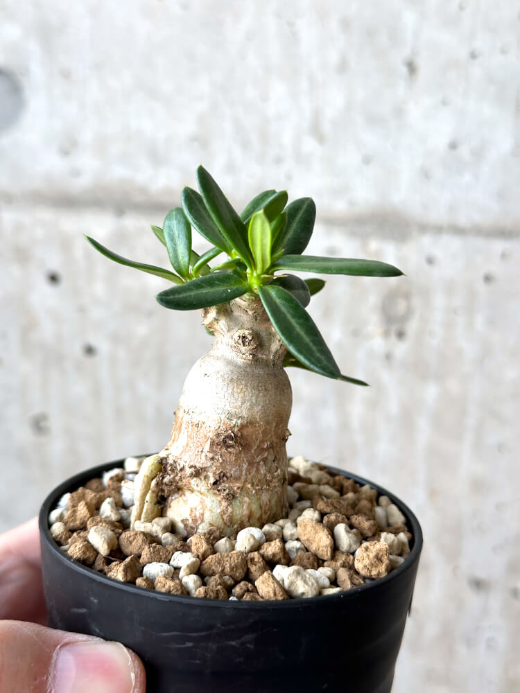 【現品限り】パキポディウム・ビスピノーサム【M60】 Pachypodium bispinosum