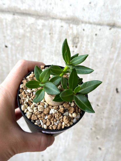 【現品限り】パキポディウム・ビスピノーサム【M61】 Pachypodium bispinosum