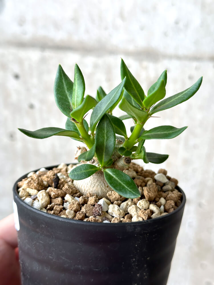 【現品限り】パキポディウム・ビスピノーサム【M61】 Pachypodium bispinosum
