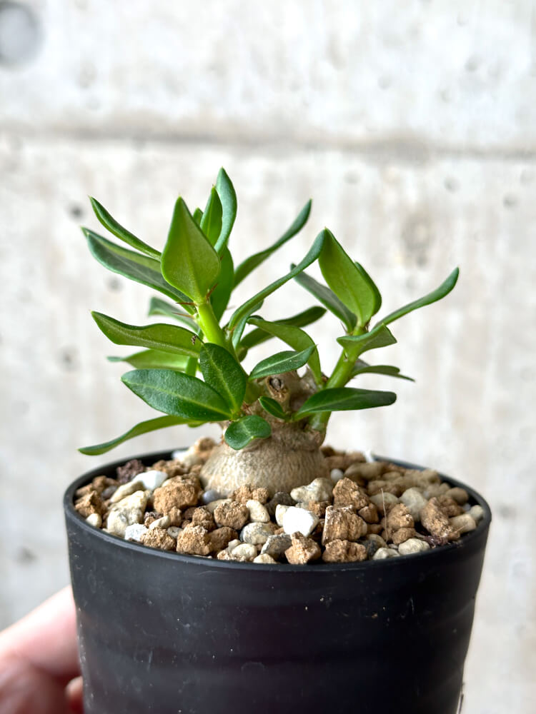 【現品限り】パキポディウム・ビスピノーサム【M61】 Pachypodium bispinosum