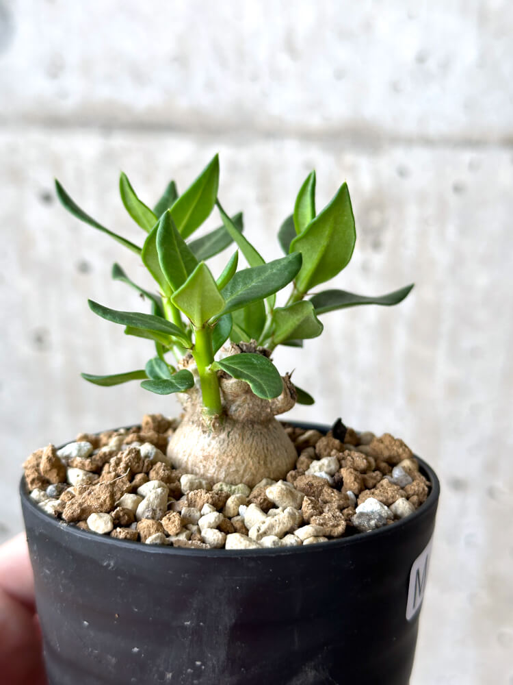 【現品限り】パキポディウム・ビスピノーサム【M61】 Pachypodium bispinosum