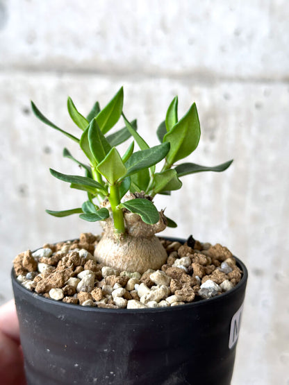 【現品限り】パキポディウム・ビスピノーサム【M61】 Pachypodium bispinosum