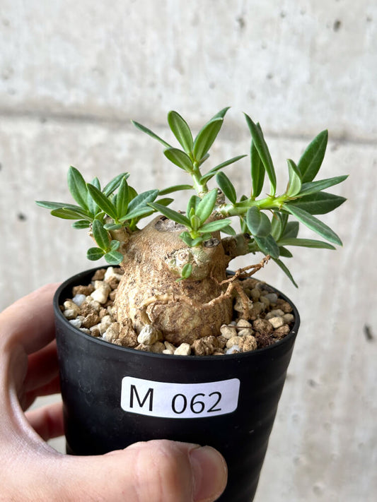【現品限り】パキポディウム・ビスピノーサム【M62】 Pachypodium bispinosum