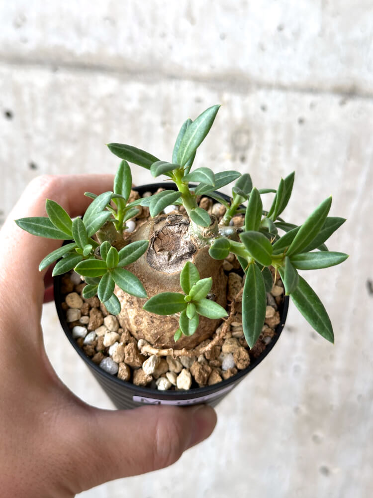 【現品限り】パキポディウム・ビスピノーサム【M62】 Pachypodium bispinosum
