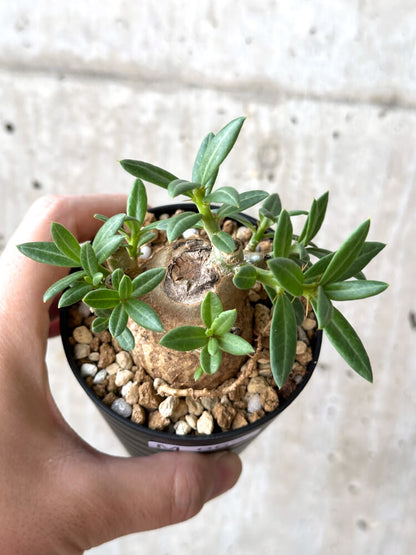 【現品限り】パキポディウム・ビスピノーサム【M62】 Pachypodium bispinosum
