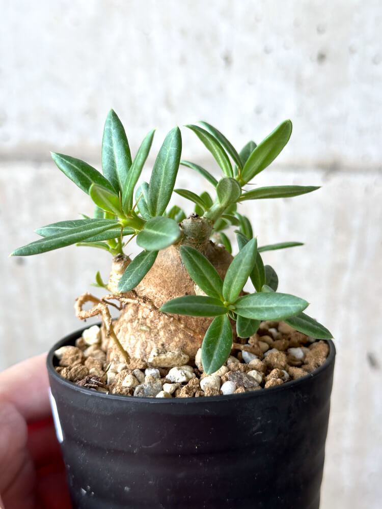 【現品限り】パキポディウム・ビスピノーサム【M62】 Pachypodium bispinosum