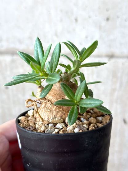 【現品限り】パキポディウム・ビスピノーサム【M62】 Pachypodium bispinosum