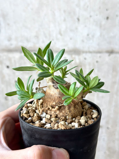【現品限り】パキポディウム・ビスピノーサム【M62】 Pachypodium bispinosum