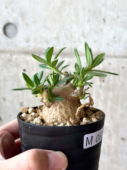 【現品限り】パキポディウム・ビスピノーサム【M62】 Pachypodium bispinosum