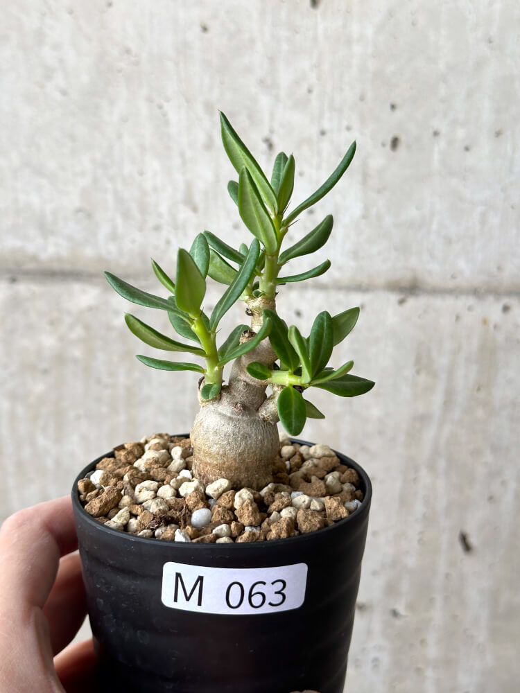 【現品限り】パキポディウム・ビスピノーサム【M63】 Pachypodium bispinosum