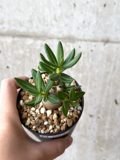 【現品限り】パキポディウム・ビスピノーサム【M63】 Pachypodium bispinosum