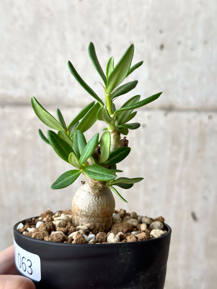 【現品限り】パキポディウム・ビスピノーサム【M63】 Pachypodium bispinosum