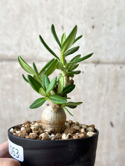 【現品限り】パキポディウム・ビスピノーサム【M63】 Pachypodium bispinosum