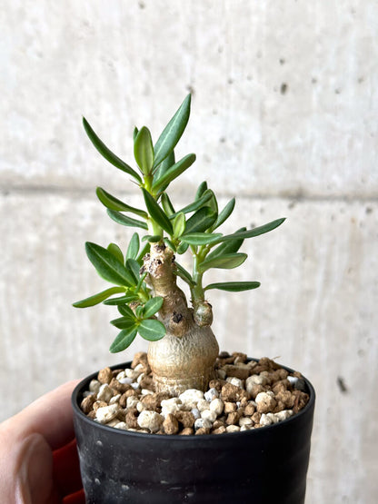 【現品限り】パキポディウム・ビスピノーサム【M63】 Pachypodium bispinosum
