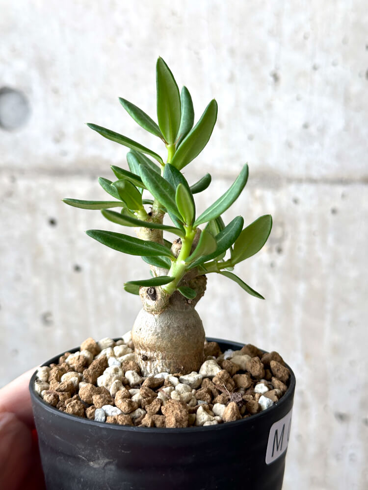 【現品限り】パキポディウム・ビスピノーサム【M63】 Pachypodium bispinosum