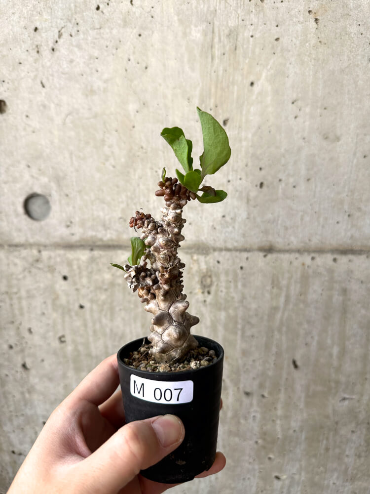 【現品限り】オトンナ・ヘレー 蛮鬼塔【M7】 Othonna herrei