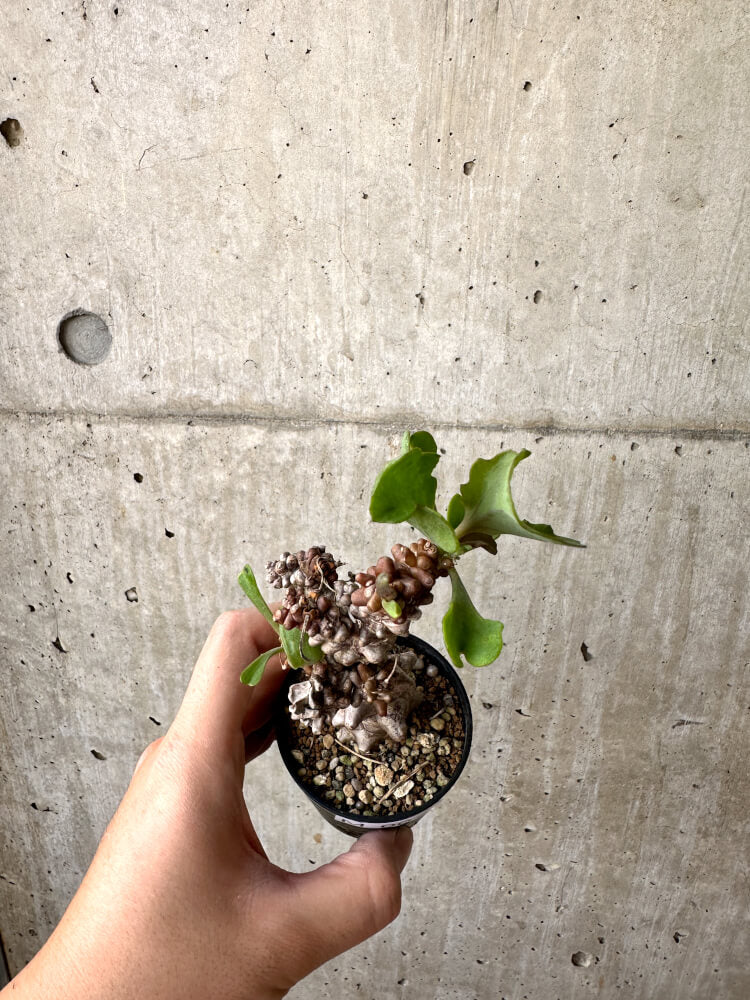 現品限り】オトンナ・ヘレー 蛮鬼塔【M7】 Othonna herrei 塊根植物