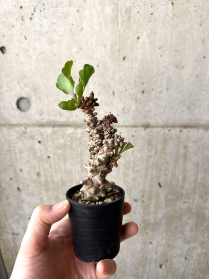 【現品限り】オトンナ・ヘレー 蛮鬼塔【M7】 Othonna herrei