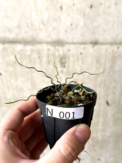 【現品限り】ブルビネ・トルタ【N1】 Bulbine torta