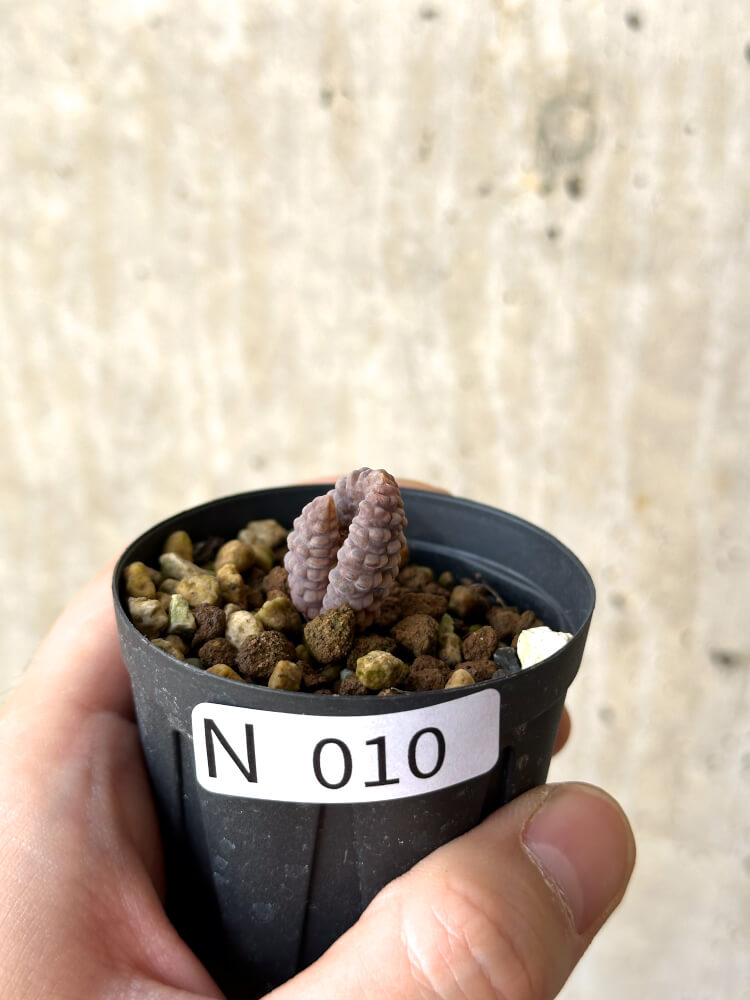 【現品限り】ブルビネ・ブルインシー 選抜【N10】 Bulbine bruynsii