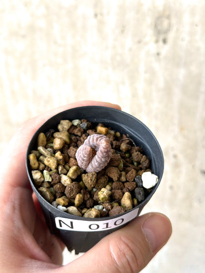 【現品限り】ブルビネ・ブルインシー 選抜【N10】 Bulbine bruynsii