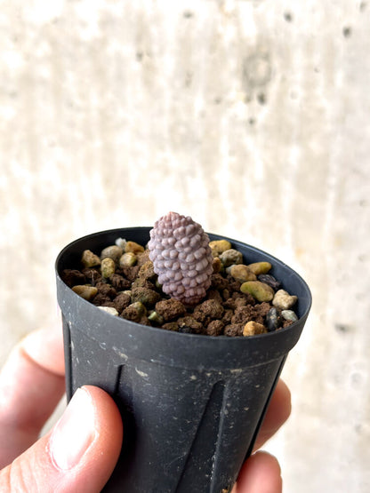 【現品限り】ブルビネ・ブルインシー 選抜【N10】 Bulbine bruynsii