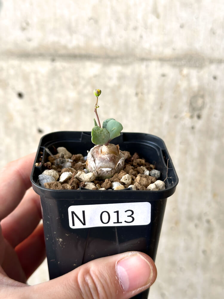 【現品限り】オトンナ・ウリンクリアナ【N13】 Othonna wrinkleana