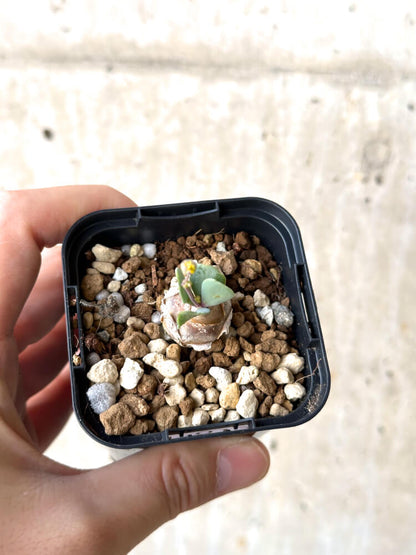 【現品限り】オトンナ・ウリンクリアナ【N13】 Othonna wrinkleana