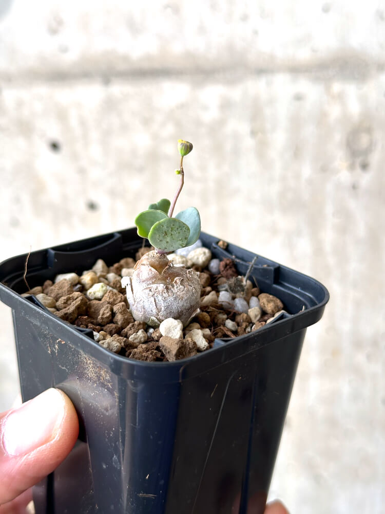 【現品限り】オトンナ・ウリンクリアナ【N13】 Othonna wrinkleana