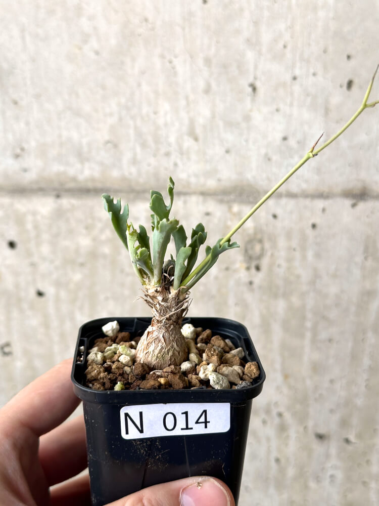 現品限り】オトンナ ステインコフ【N14】 Othonna sp Steinkopf 塊根