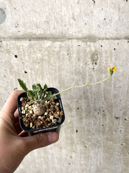 【現品限り】オトンナ ステインコフ【N14】 Othonna sp Steinkopf