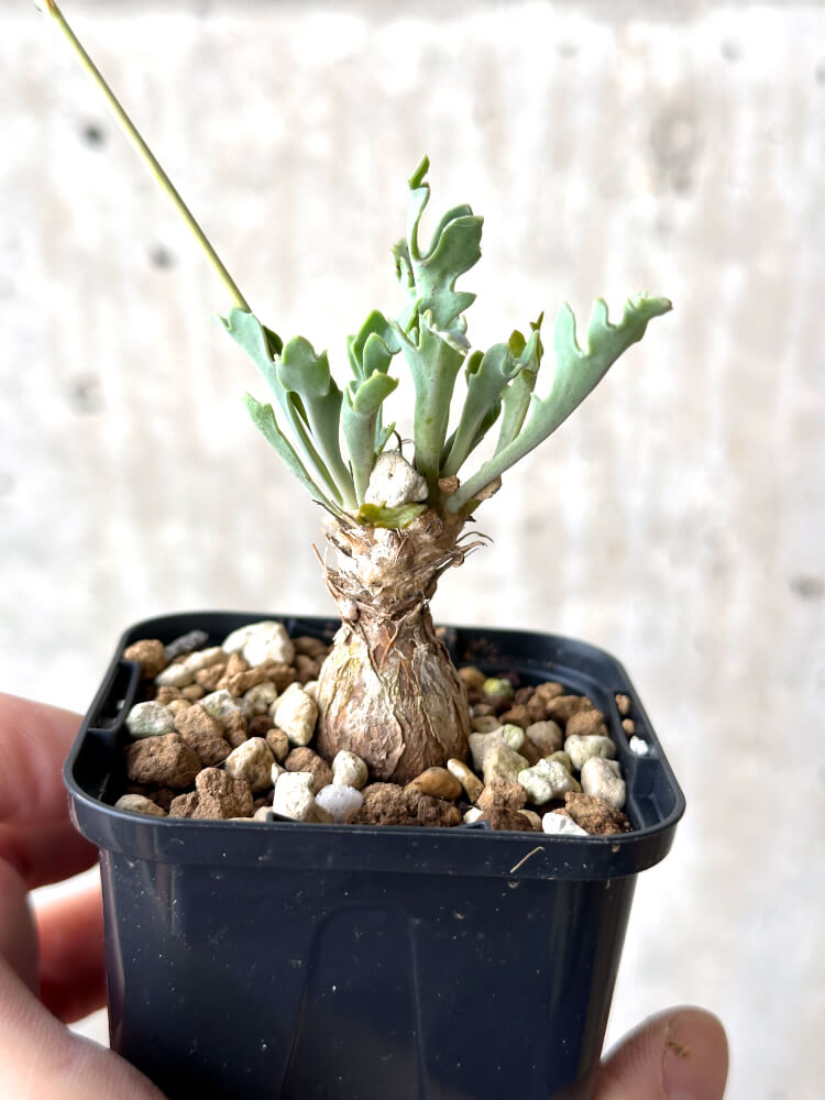 【現品限り】オトンナ ステインコフ【N14】 Othonna sp Steinkopf