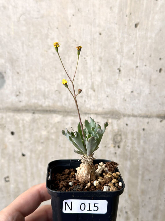 【現品限り】オトンナ ステインコフ【N15】 Othonna sp Steinkopf