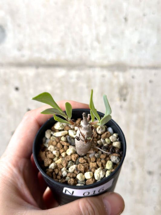 【現品限り】オトンナ・マクロスペルマ【N16】 Othonna macrosperma